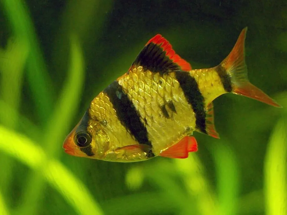 Tiger Barb