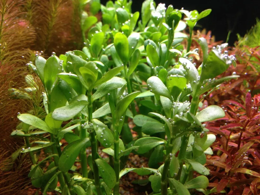 Moneywort