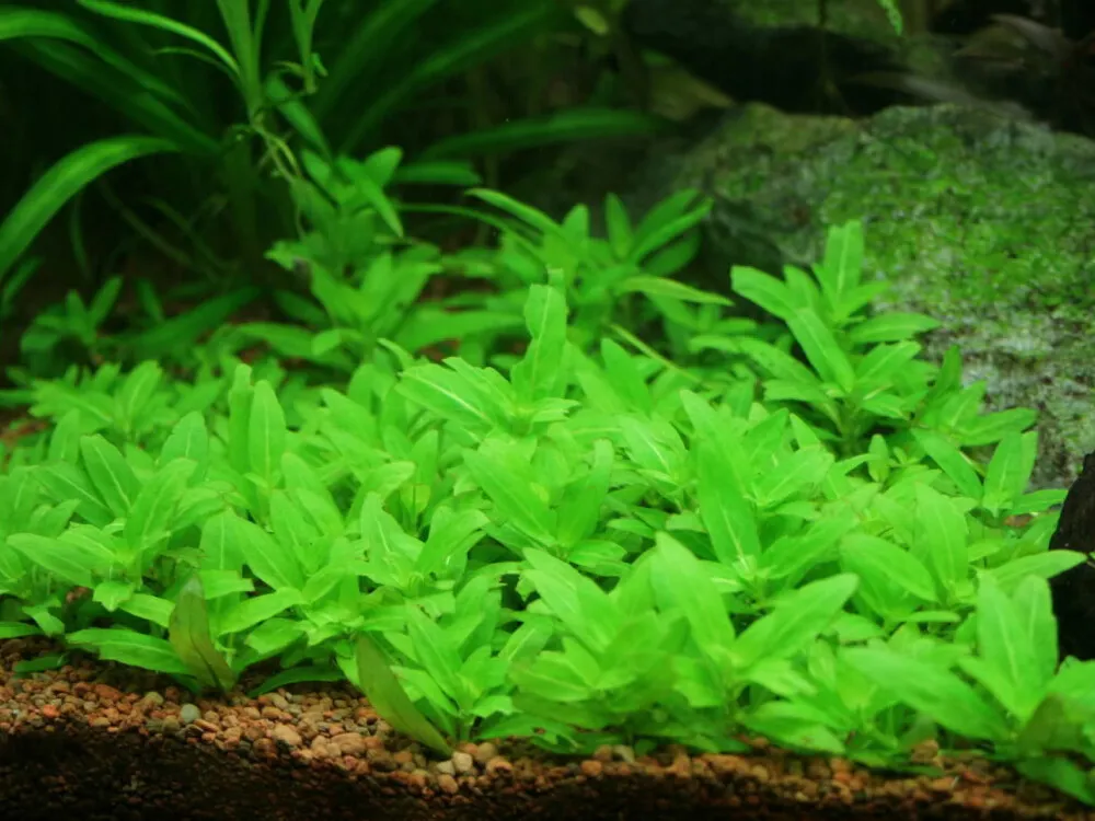 Staurogyne Repens
