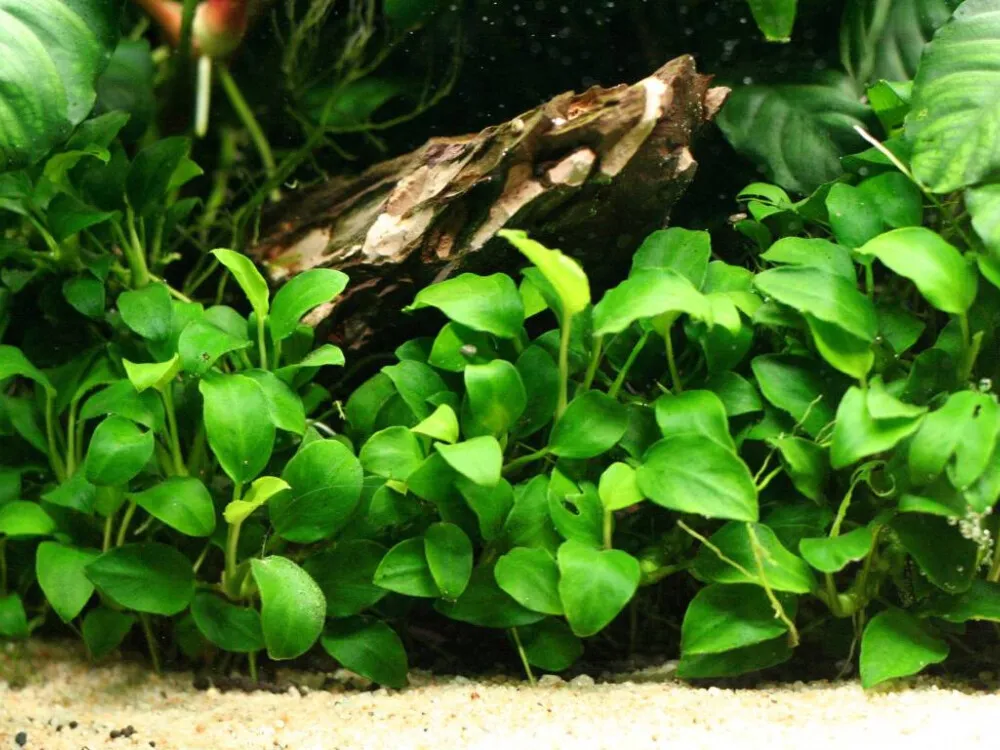 Anubias Nana