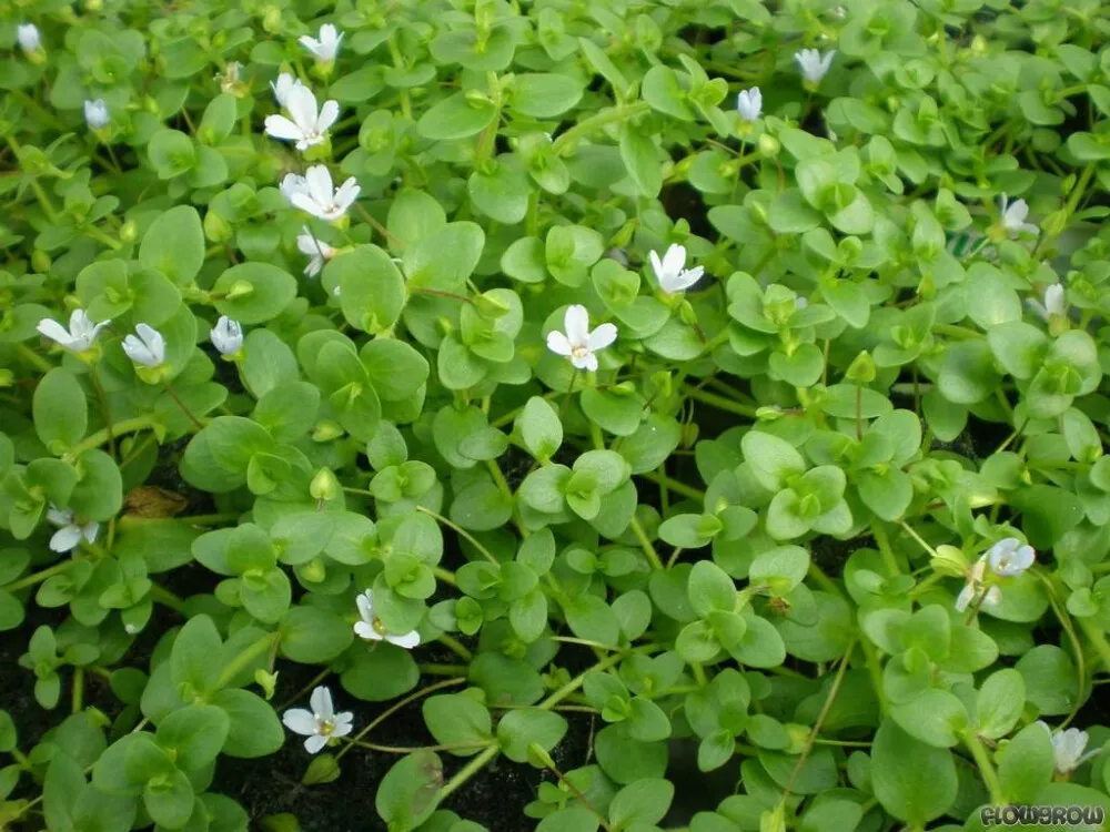 Australian Bacopa