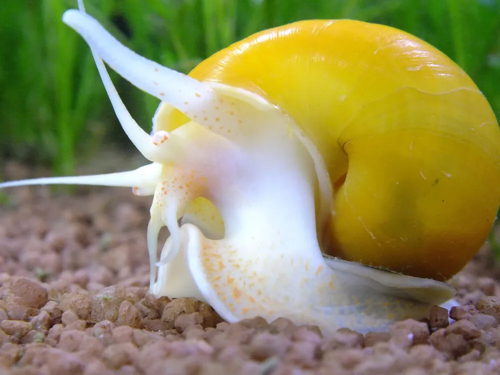 Mystery Snail