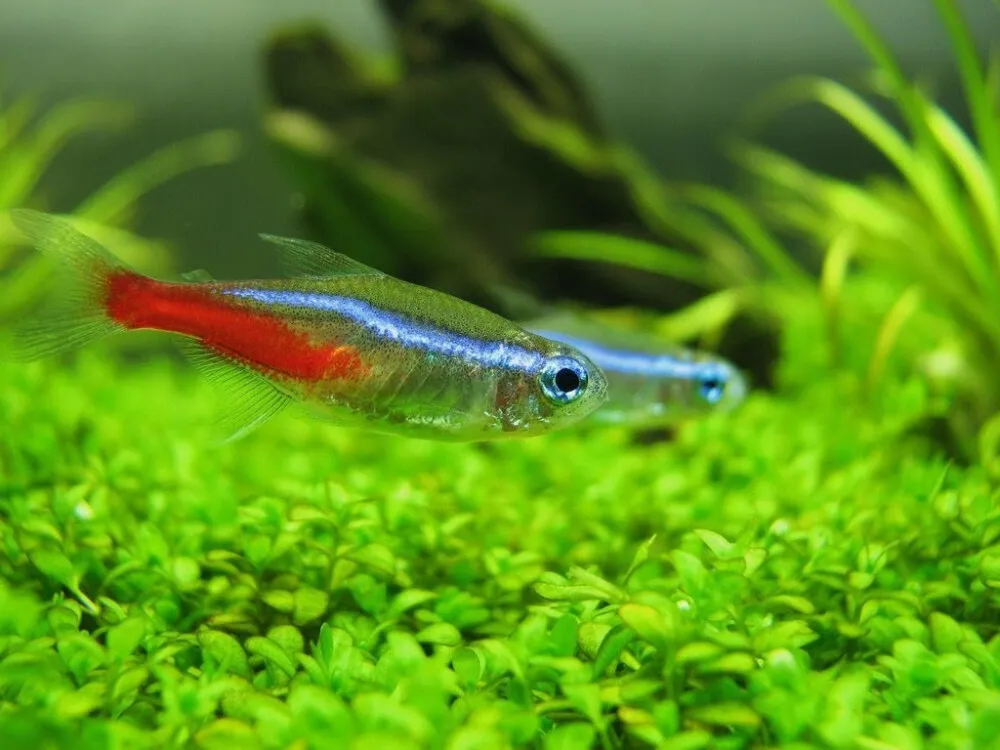 Neon Tetra