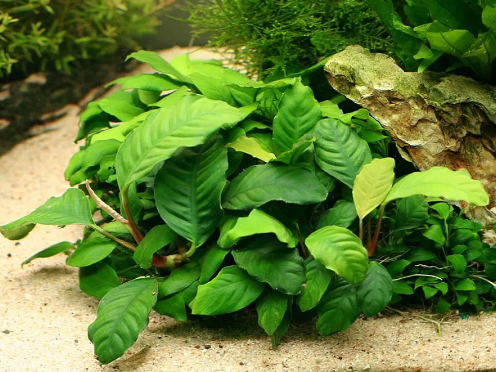 Coffeefolia Anubias
