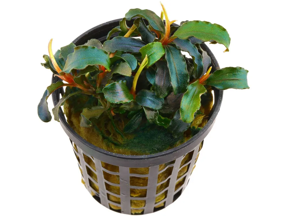 Bucephalandra
