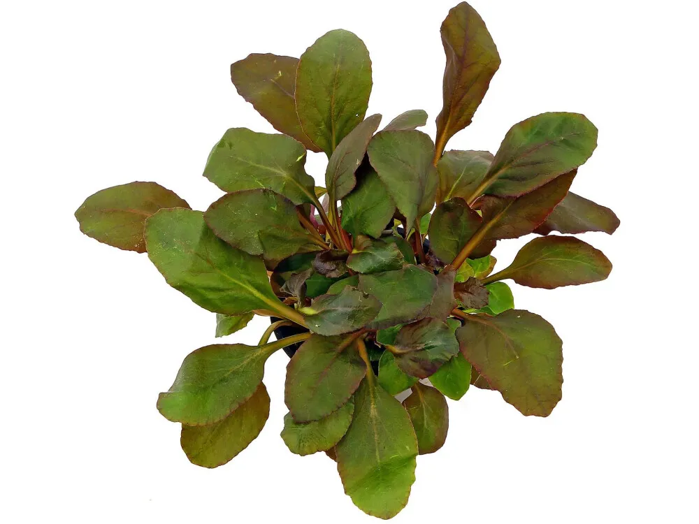 Cardinal Plant