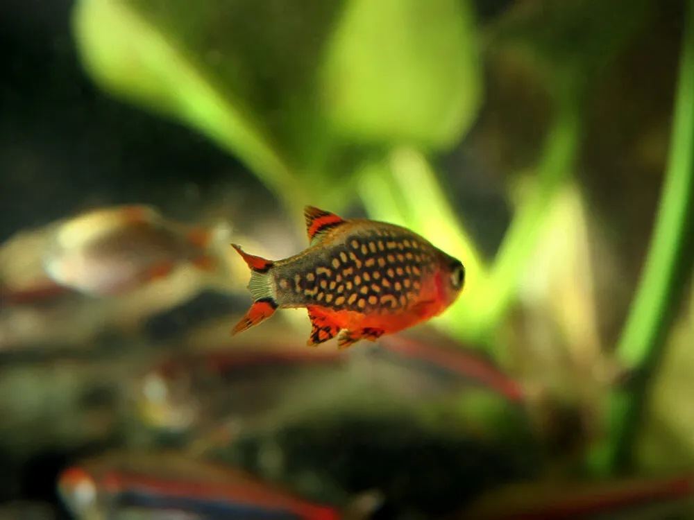 Celestial Pearl Danio