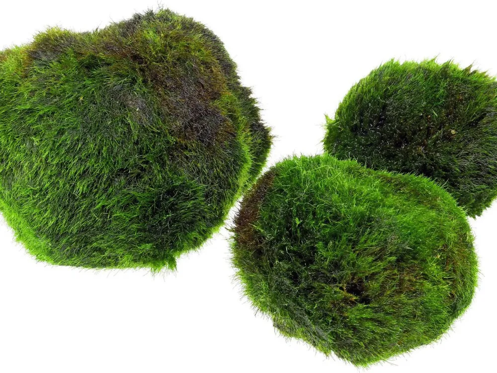 Marimo Moss Ball