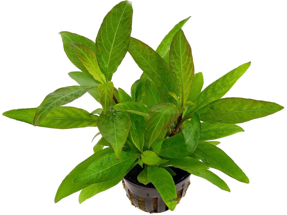 Giant Hygrophila