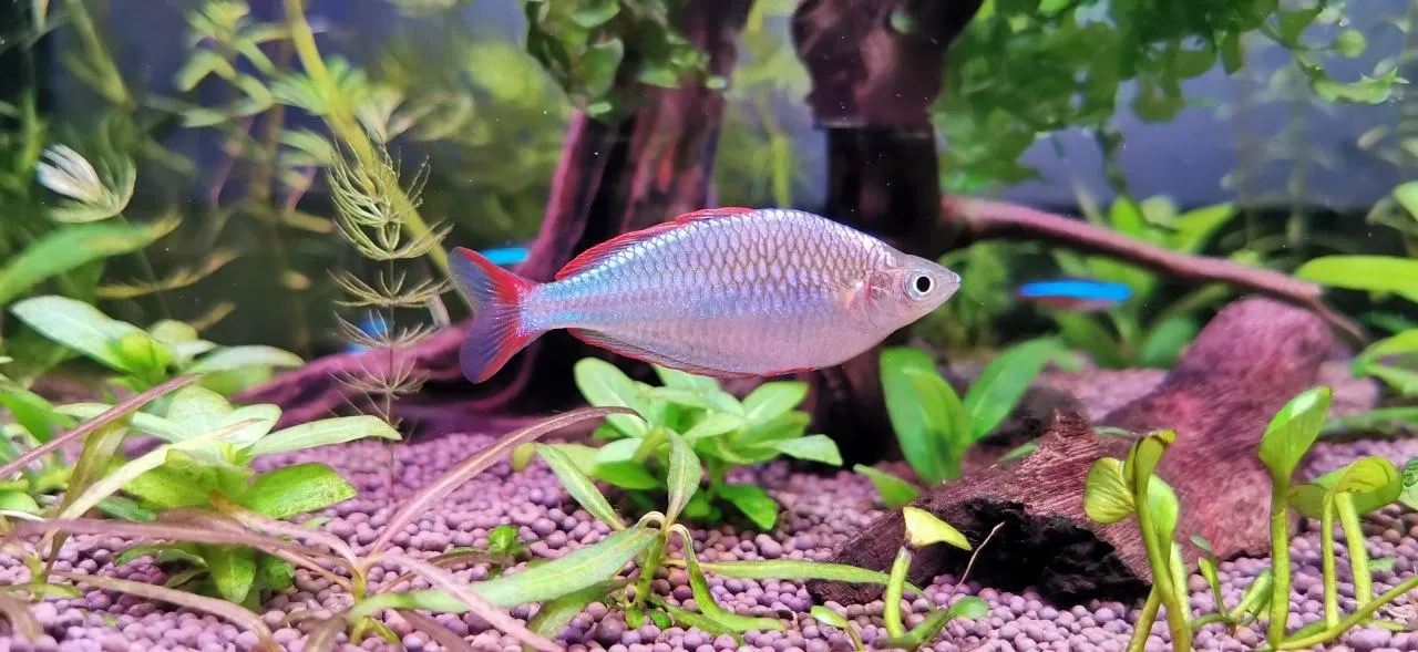 Dwarf Neon Rainbowfish