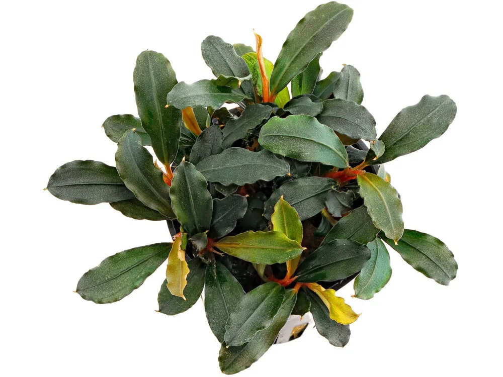 Bucephalandra