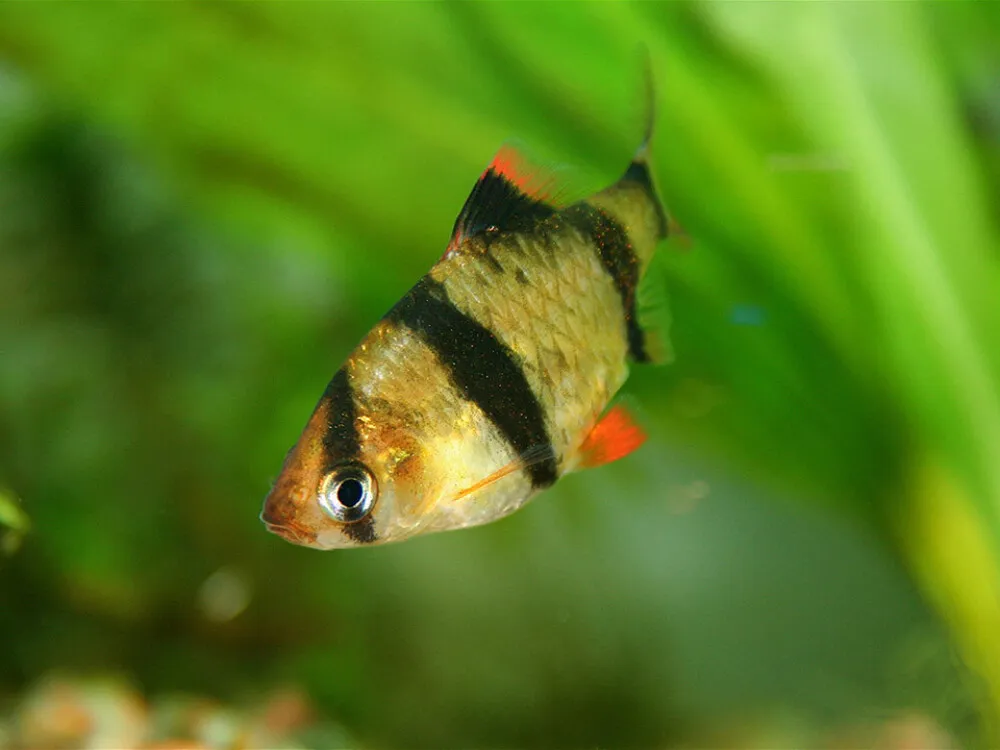 Tiger Barb