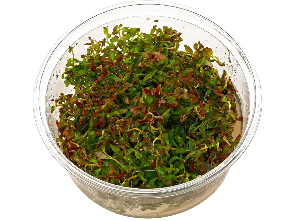 Mexico Ludwigia