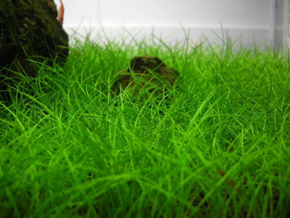 Mini Hairgrass