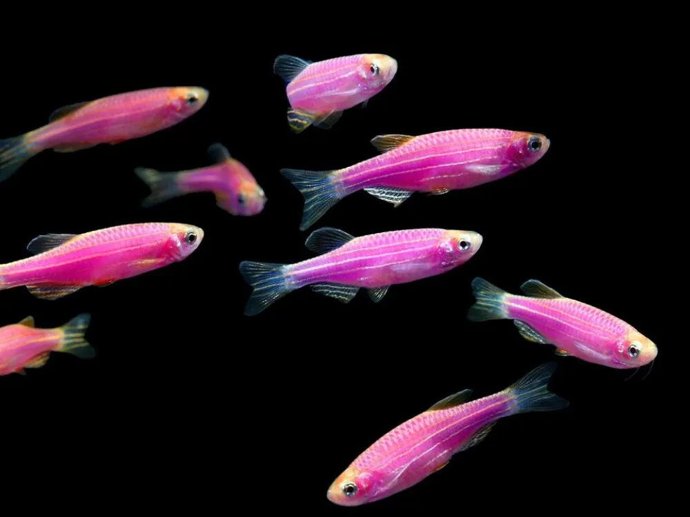 Zebra Danio