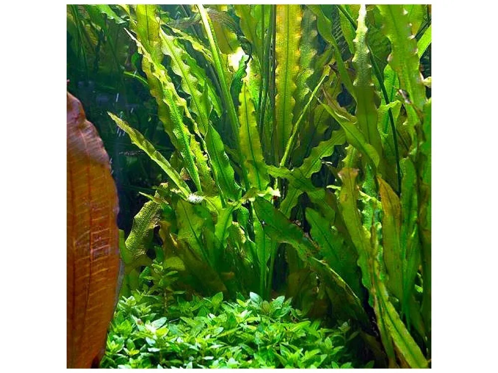 Crinkled Aponogeton