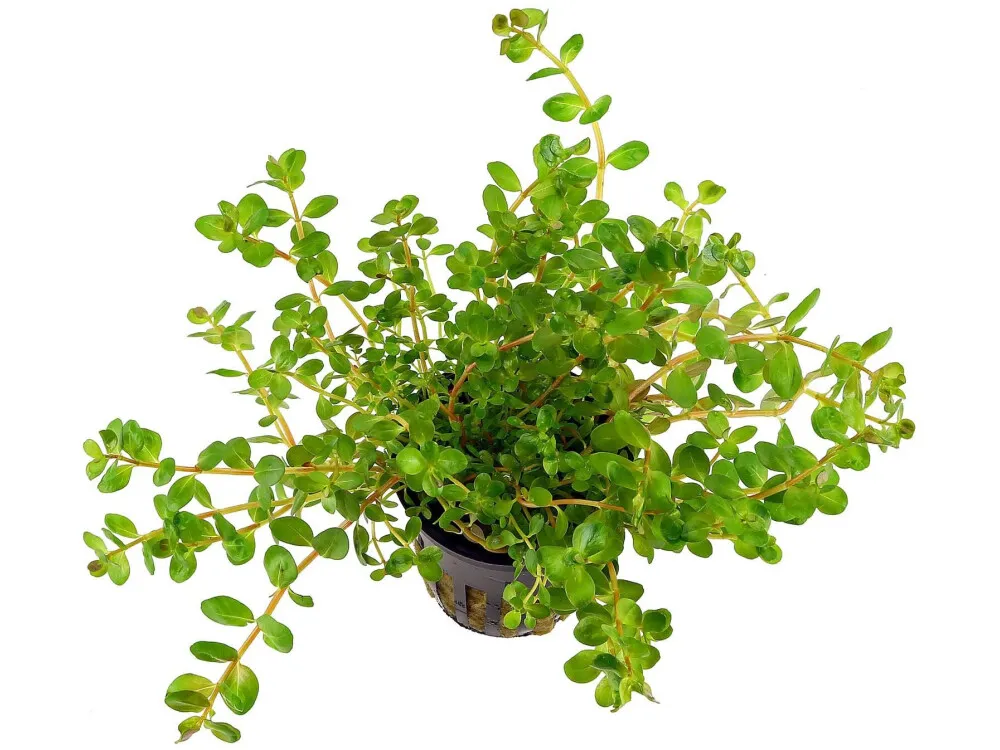 Rotala Rotundifolia