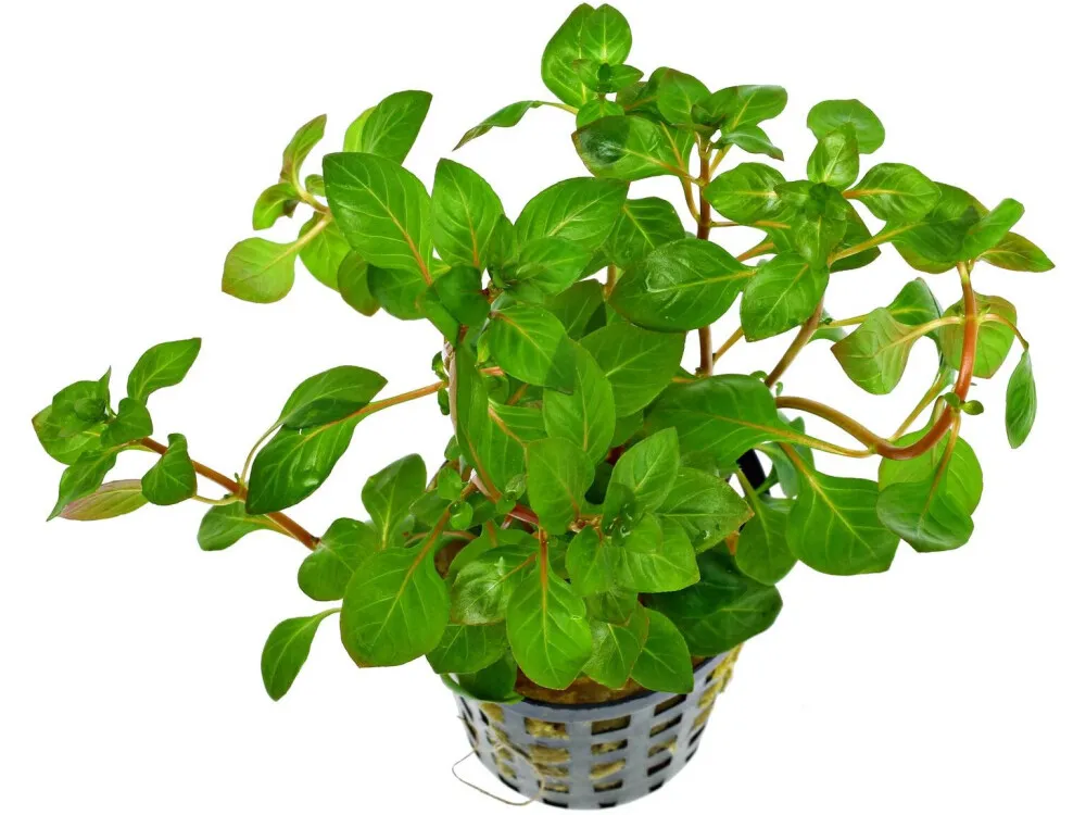 Marsh Ludwigia