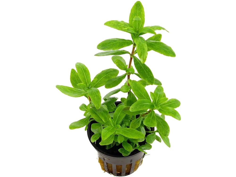 Dwarf Hygrophila