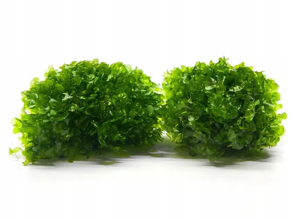 Crocodile Fern