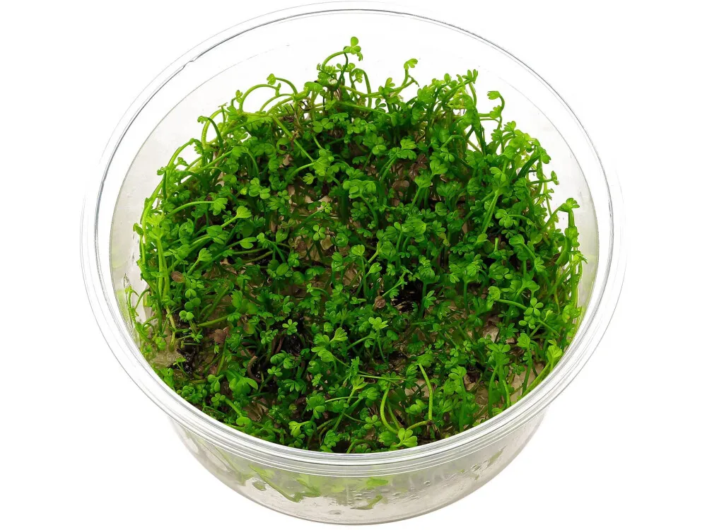 Water Clover