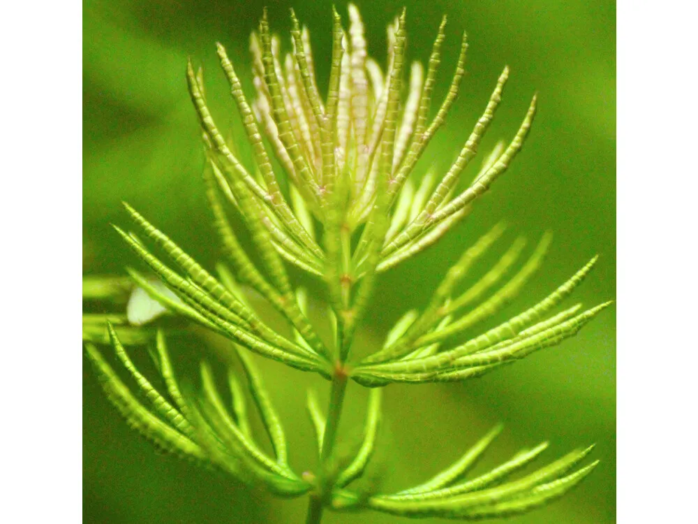 Hornwort