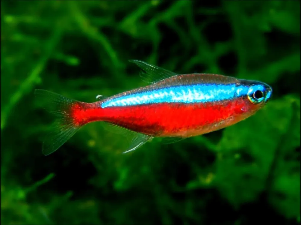 Cardinal Tetra