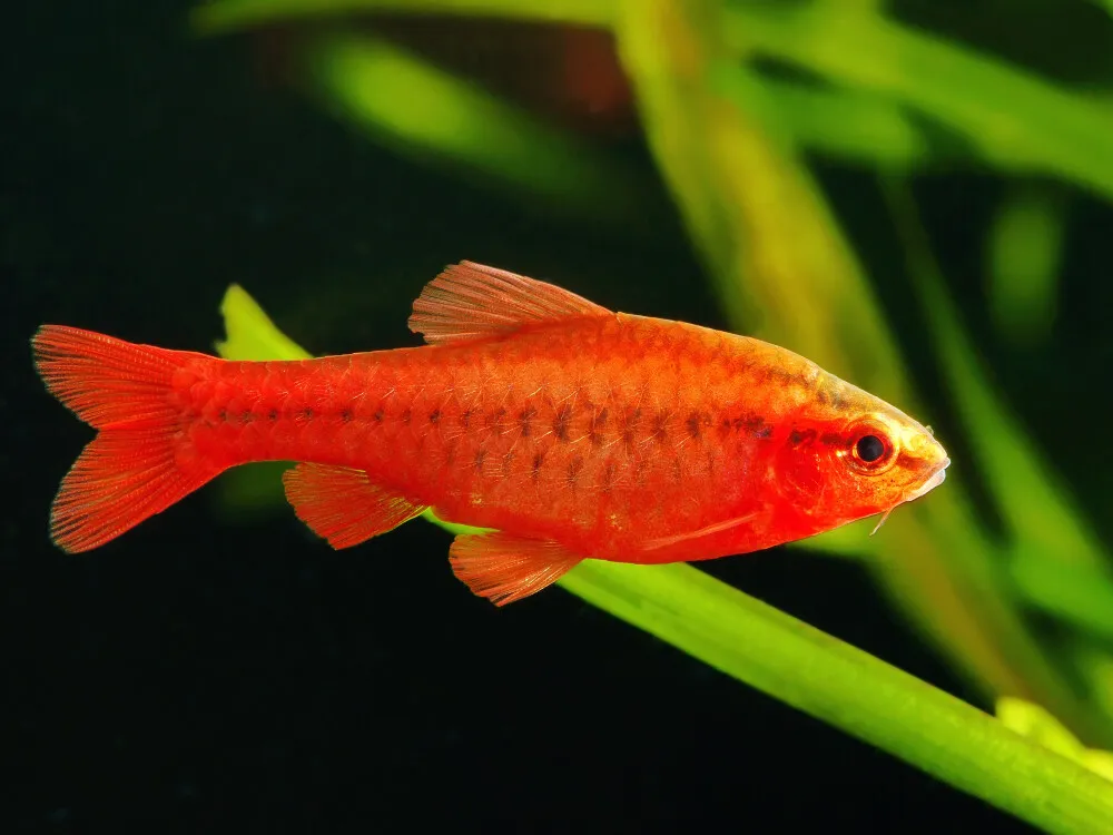 Cherry Barb