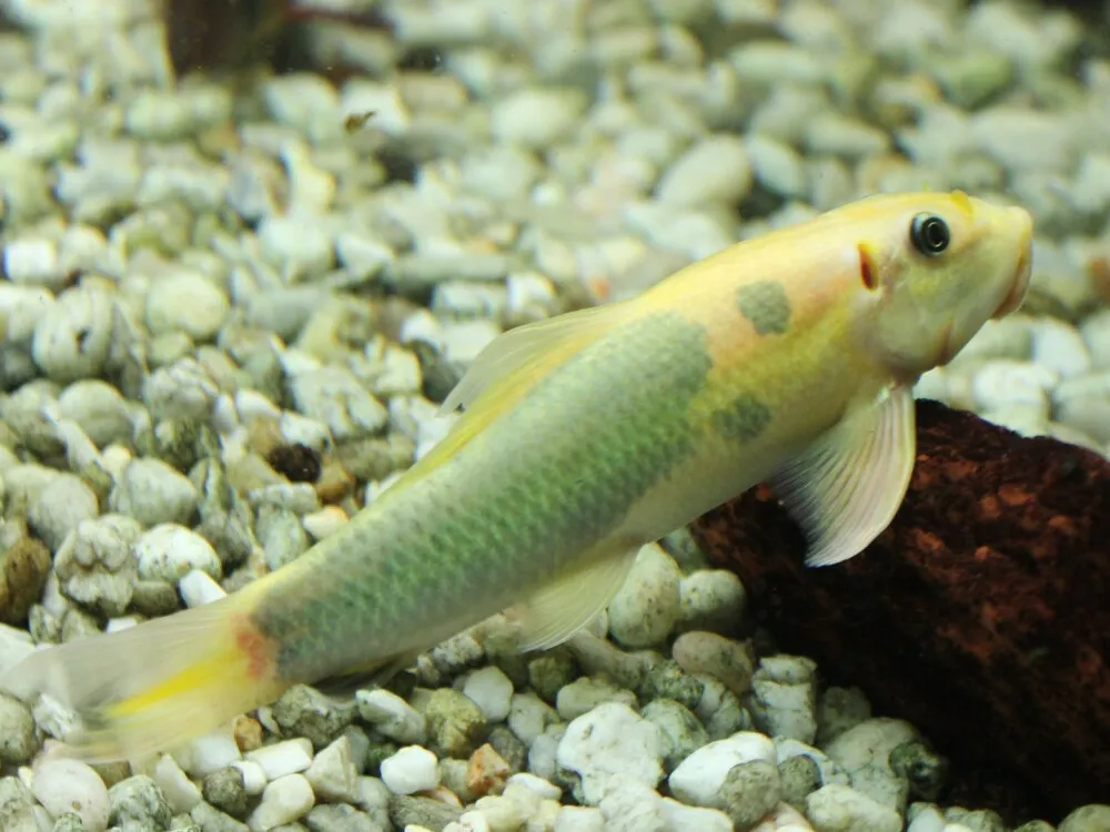 Chinese Algae Eater