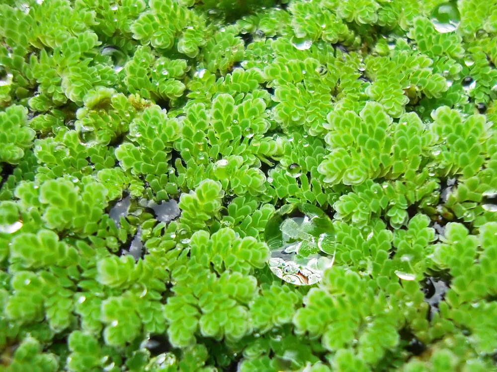 Mosquito Fern