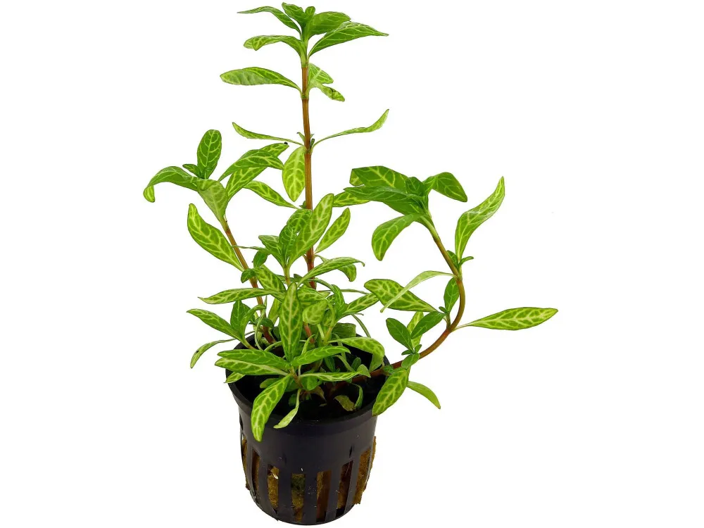 Dwarf Hygrophila