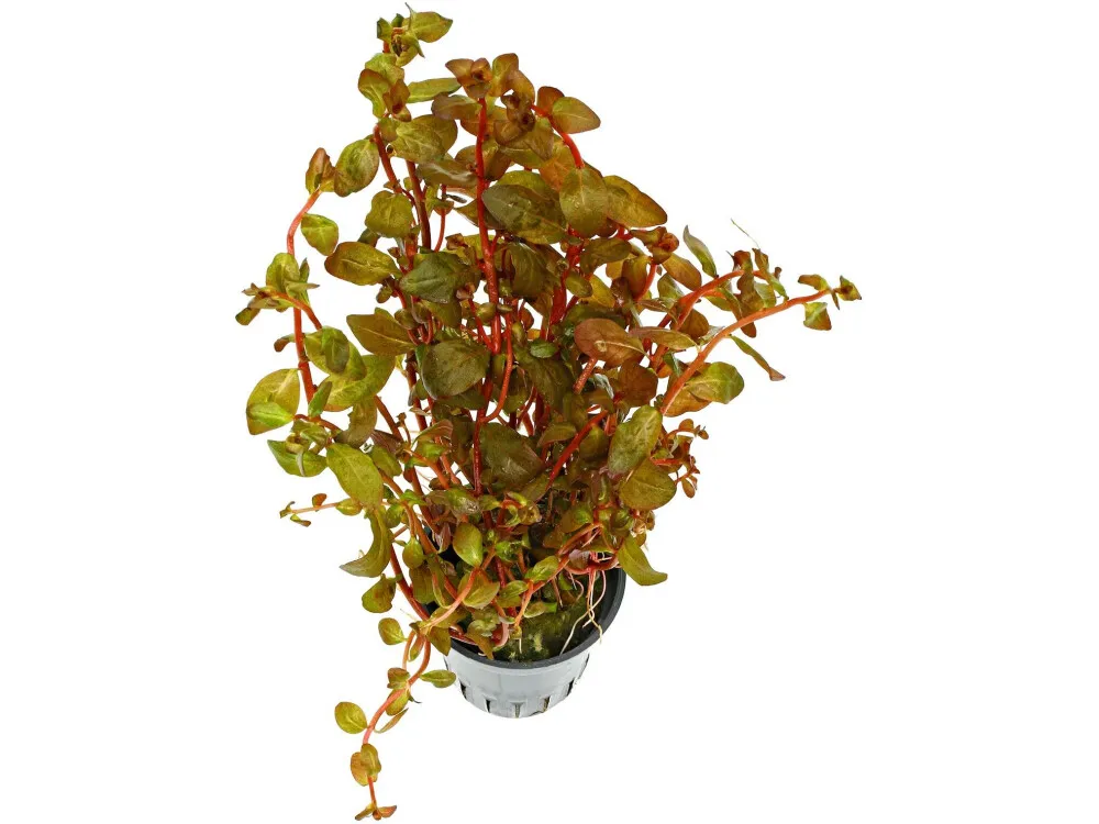 Mexico Ludwigia