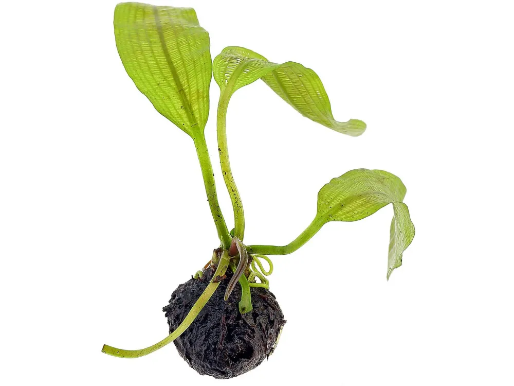 Madagascar Lace Plant