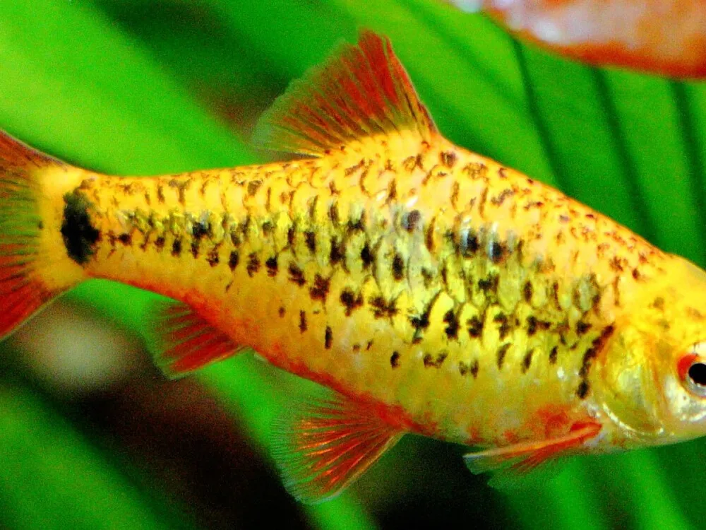 Gold Barb