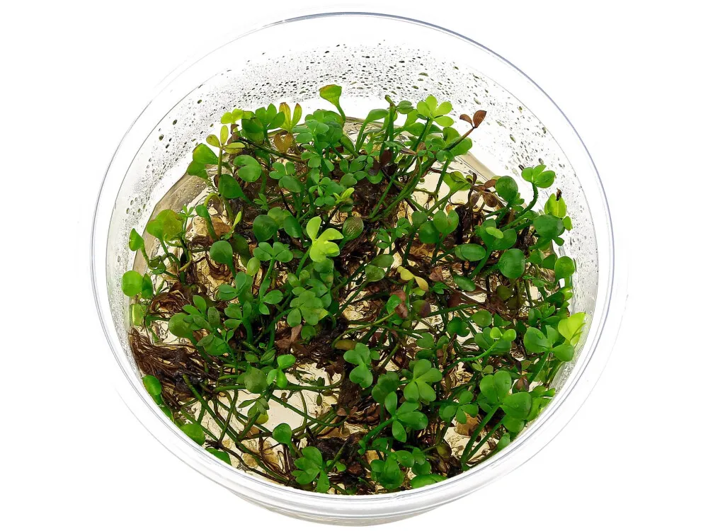 Dwarf Four Leaf Clover