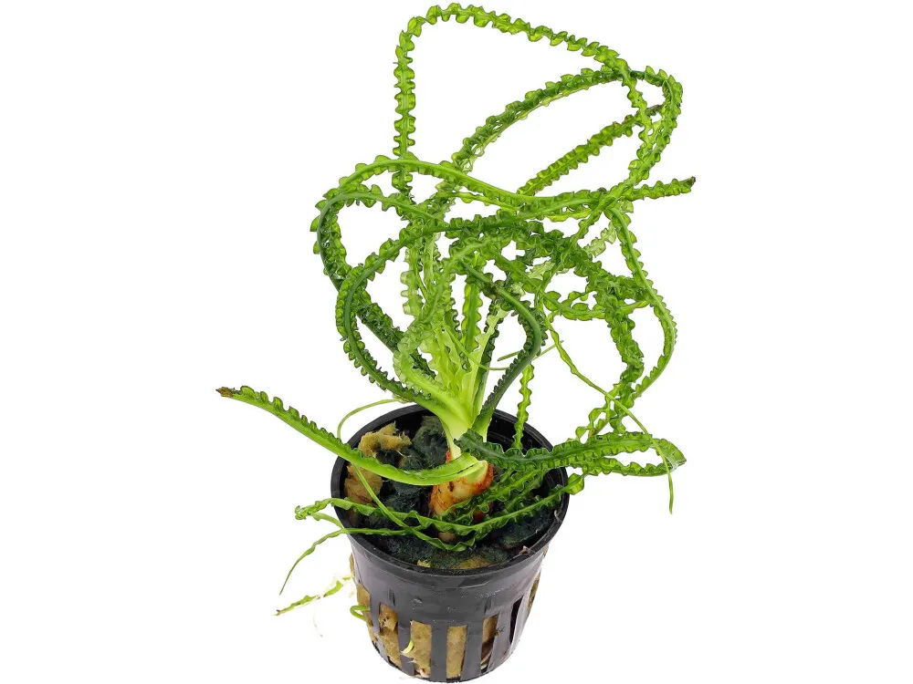 Wavy-leaf Crinum