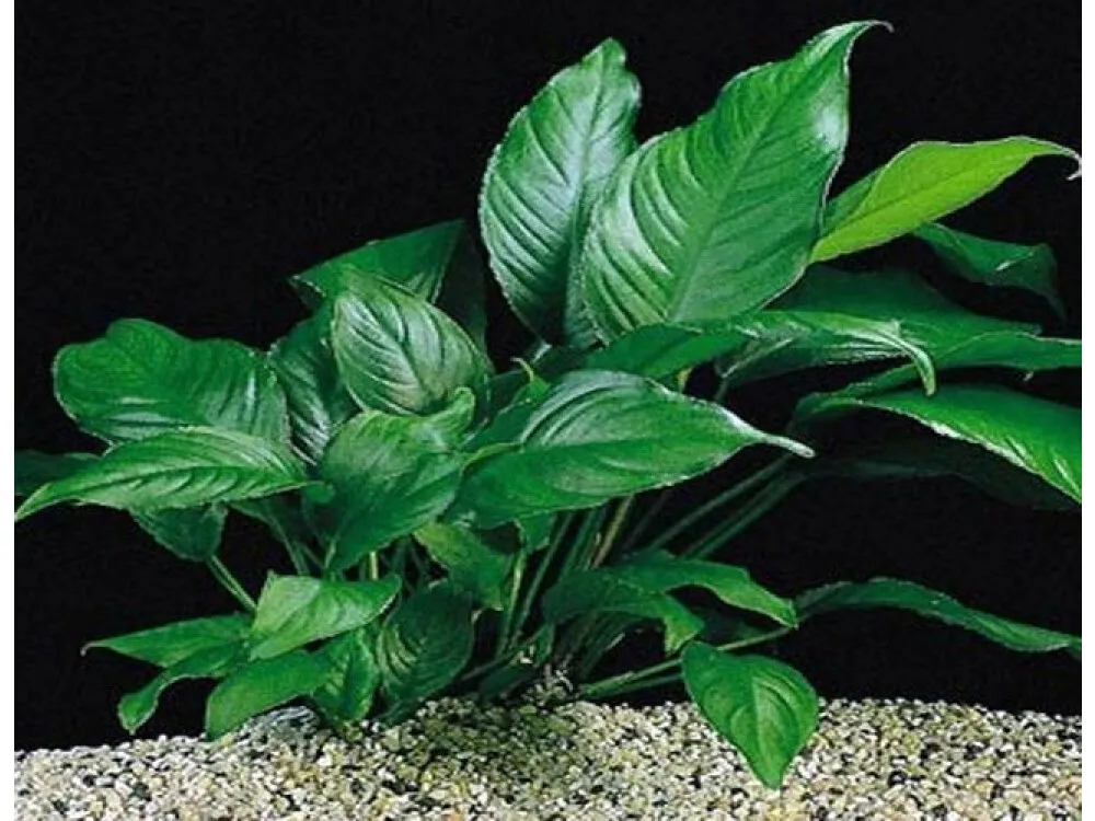 Caladiifolia Anubias