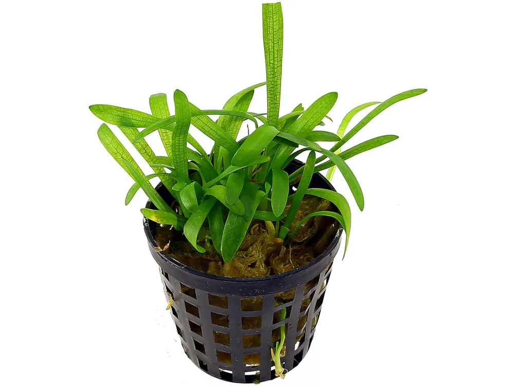 Dwarf Sagittaria