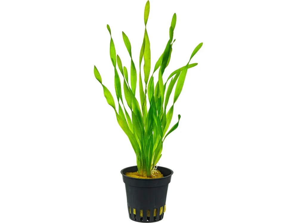 Corkscrew Vallisneria