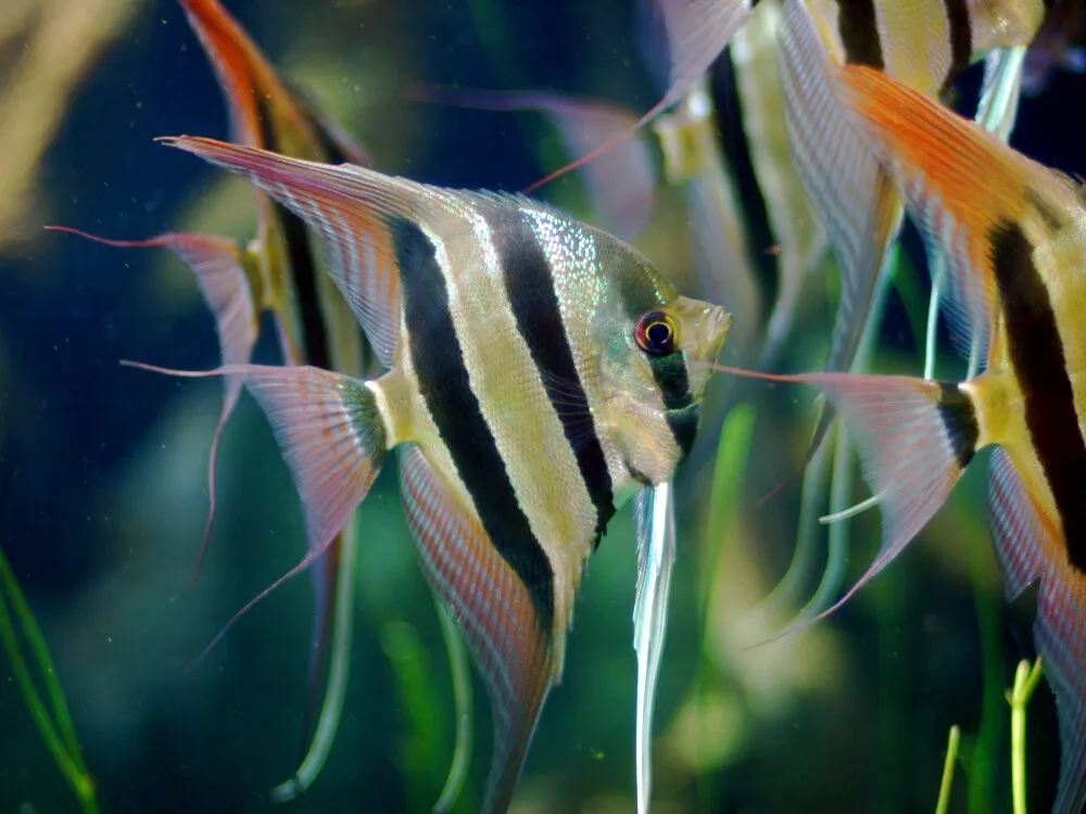 Angelfish