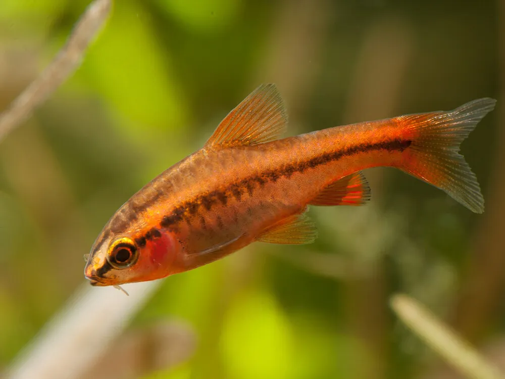 Cherry Barb