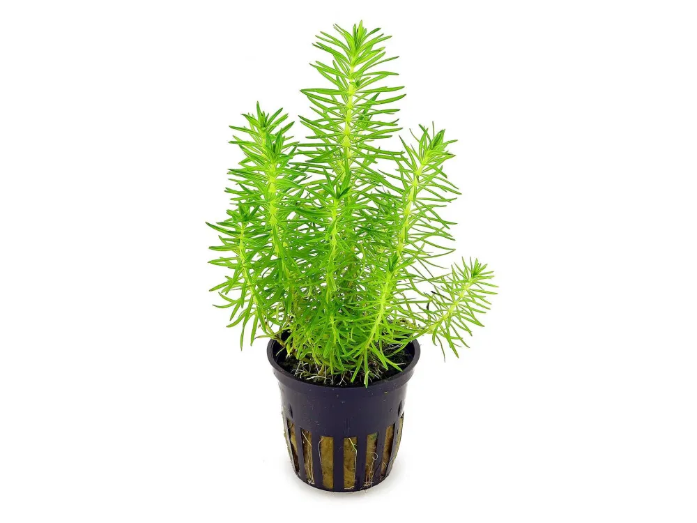 Pogostemon Erectus