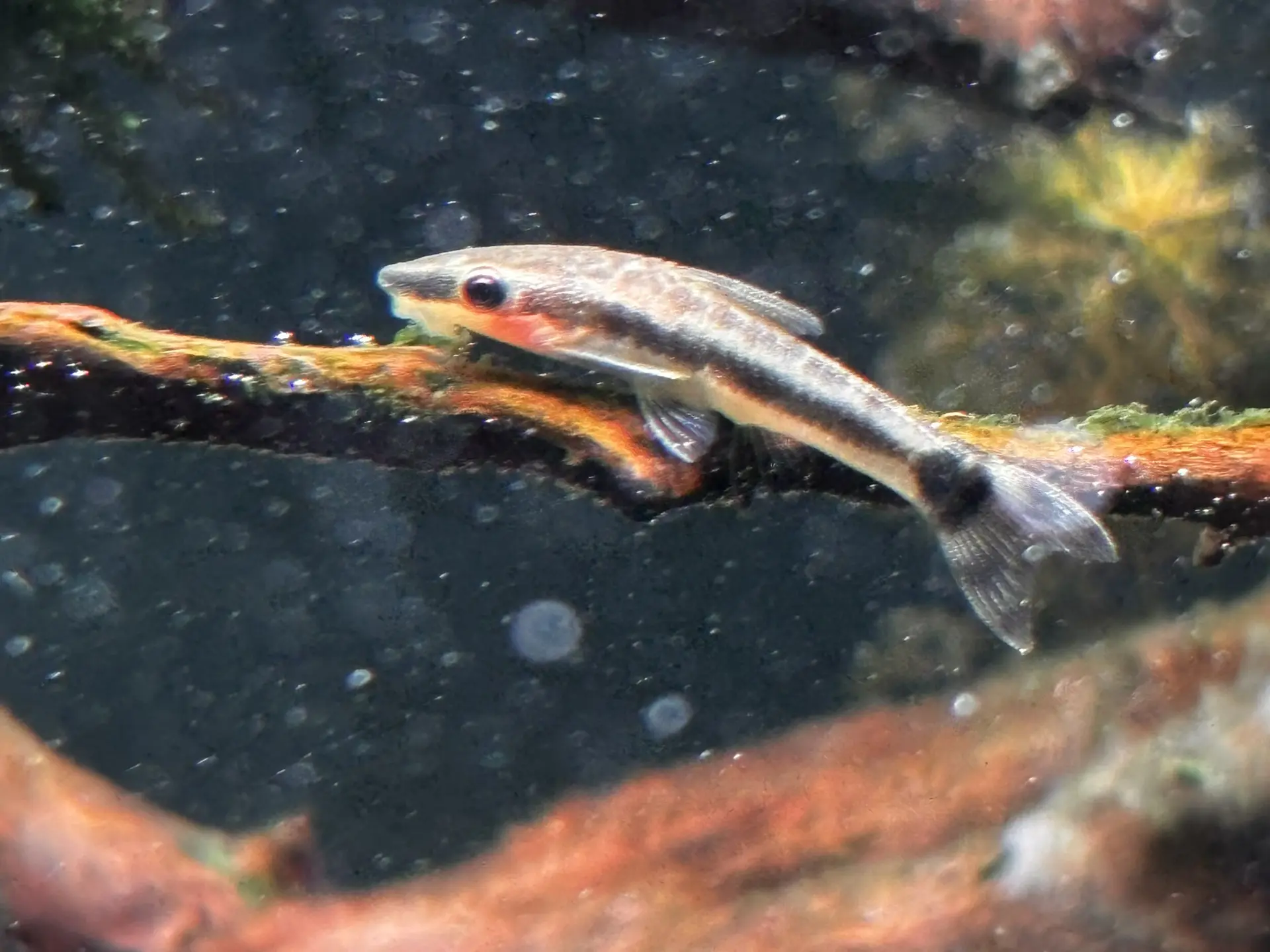 Otocinclus vittatus