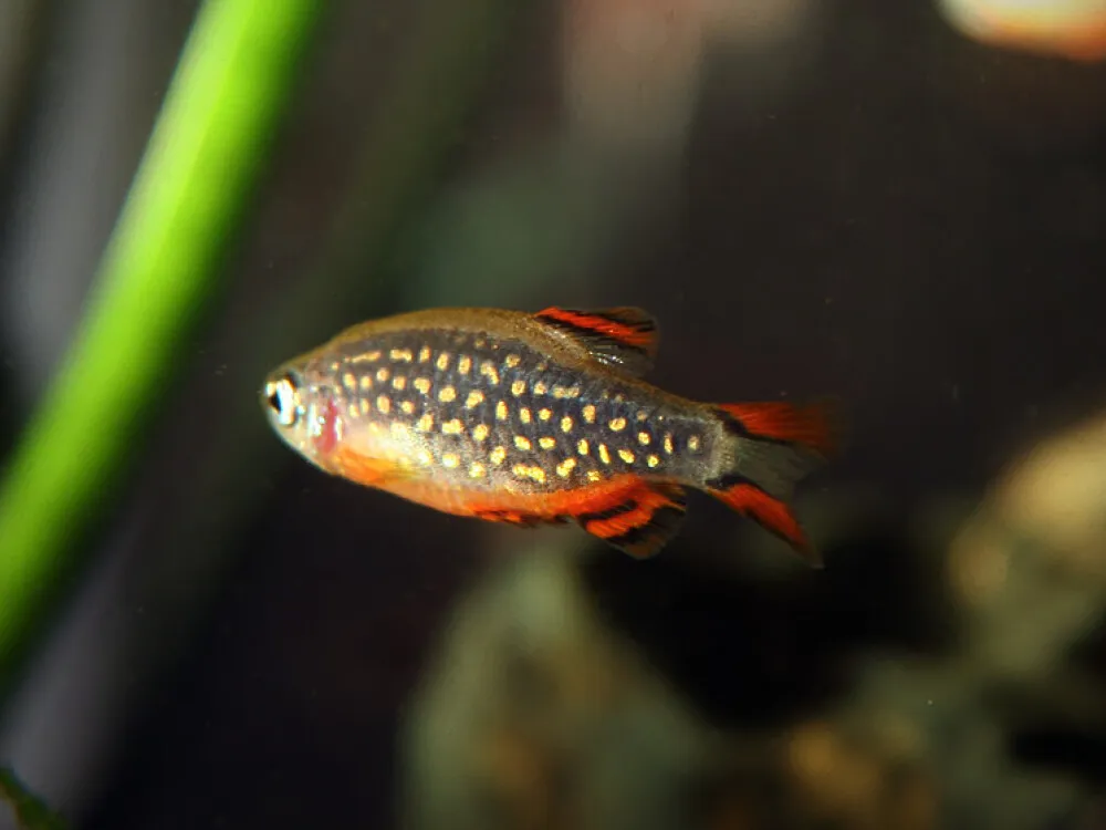 Celestial Pearl Danio