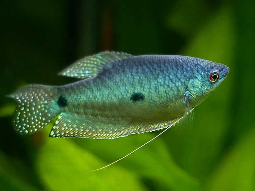 Three Spot Gourami