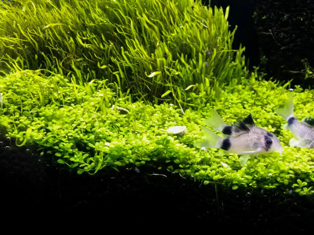 Panda Corydoras
