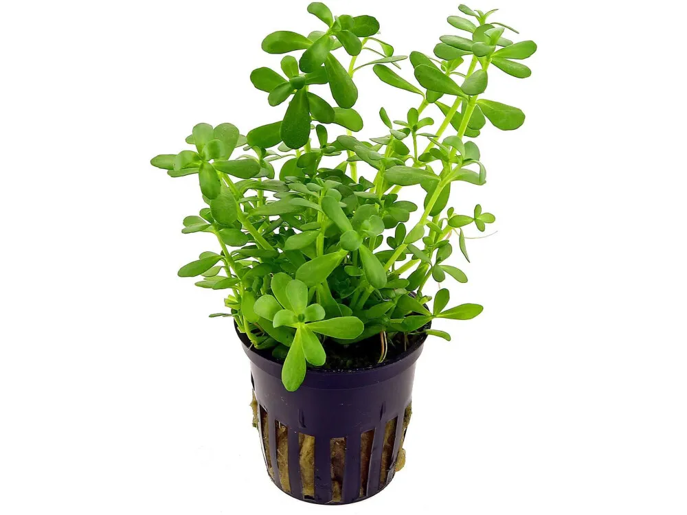 Moneywort