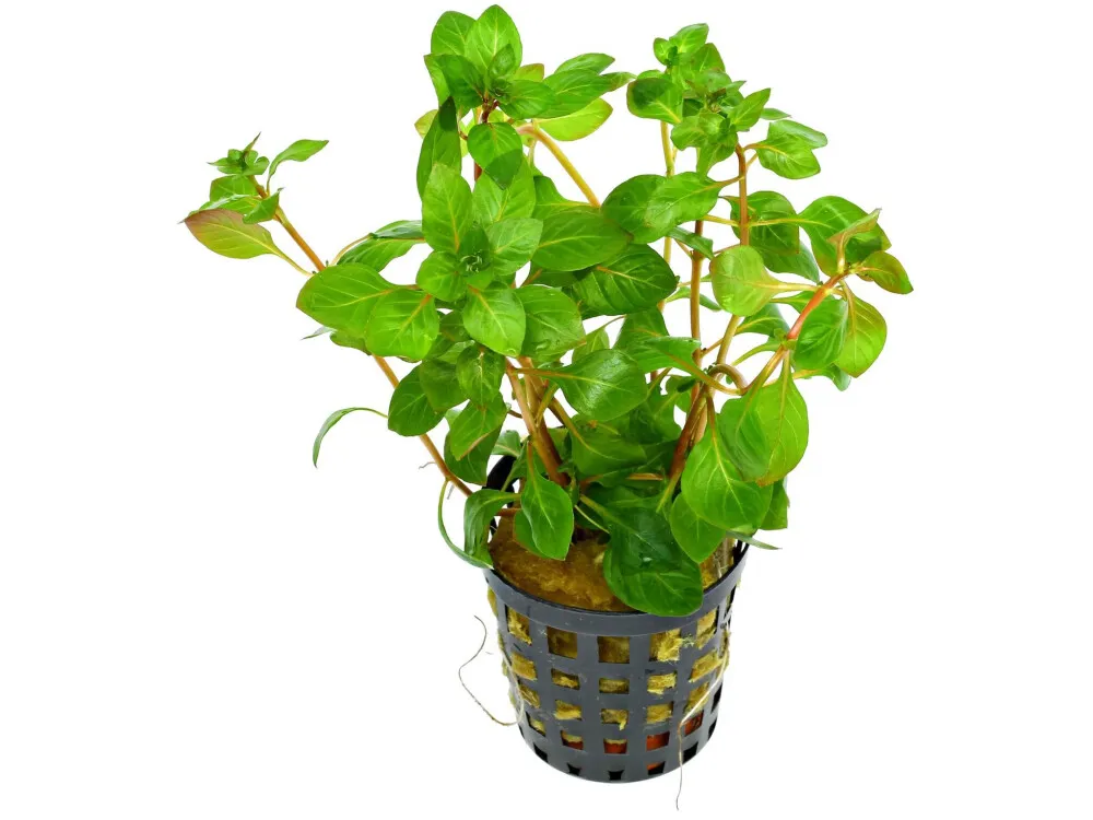 Marsh Ludwigia