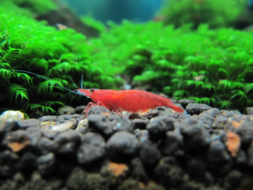 Cherry Shrimp