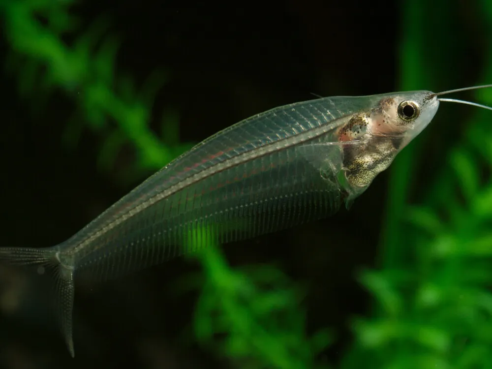 Glass Catfish